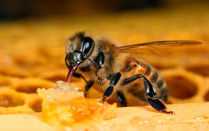 apicultura para osteocondrose
